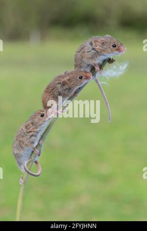 Three mice all running up the same dandelion clock stem Stock Photo