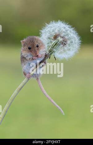 Cute little harvest mouse sitting on the stem of a dandelion clock Stock Photo