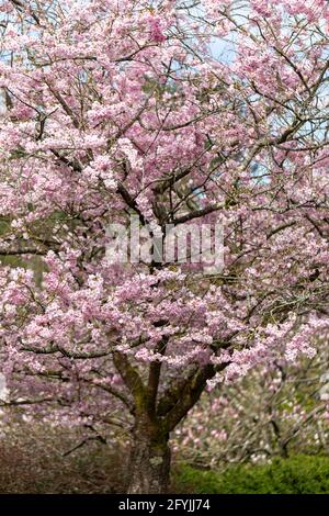Close up of Prunus Accolade cherry tree blossom flowering in spring, England, UK Stock Photo