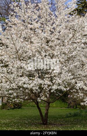 Magnolia Stellata tree in flower, Bath Botanical Gardens, Royal Victoria Park, Spring, Bath, England, UK Stock Photo