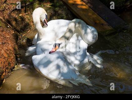 Two mute swans, Cygnus olor, fighting at Abbotsbury Swannery, Abbotsbury, Dorset UK in May Stock Photo