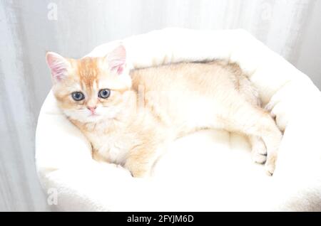 kitten british shorthair, BKH Kitten, kitten beige, kitten resting on pillows Stock Photo