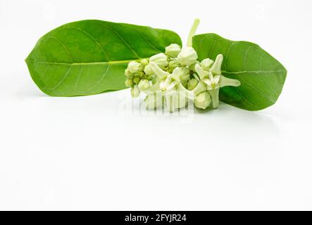 Calotropis Close up isolated on white background Stock Photo