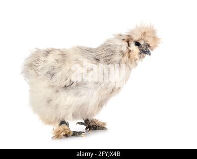 splash Silkie in front of white background Stock Photo