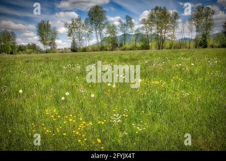 DE - BAVARIA: Moorlands in the Stallauer Eck at Bichl  (HDR-Photography) Stock Photo