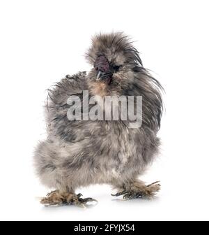 splash Silkie in front of white background Stock Photo