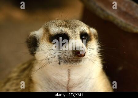 hand feeding beautiful Meerkat (Suricata suricatta) in Thai zoo Stock Photo