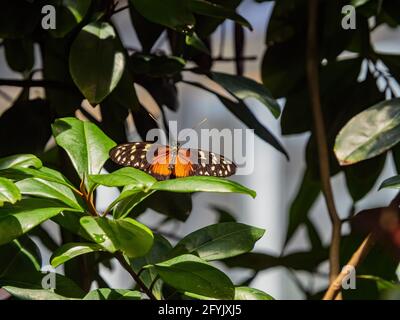Close up shot of Heliconius hecale butterfly resting on a leaf at San francisco Stock Photo