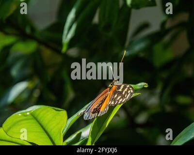 Close up shot of Heliconius hecale butterfly resting on a leaf at San francisco Stock Photo