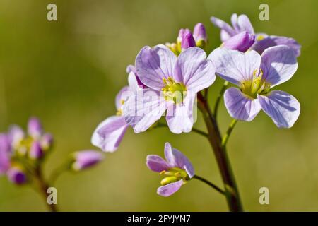 Cuckooflower or Lady's Smock (cardamine pratensis), close up showing several open flowers. Stock Photo