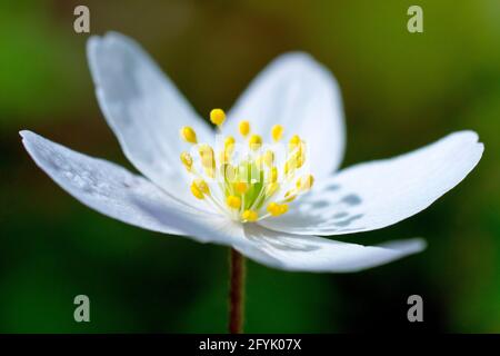 Wood Anemone (anemone nemorosa), also known as Windflower, close up of a single flower with shallow depth of field. Stock Photo