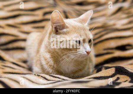 Red cat dozing on the couch. Stock Photo