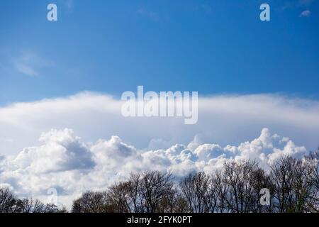 light white fluffy clouds float across the blue sky. On a background of green trees, texture of clouds and sky Stock Photo
