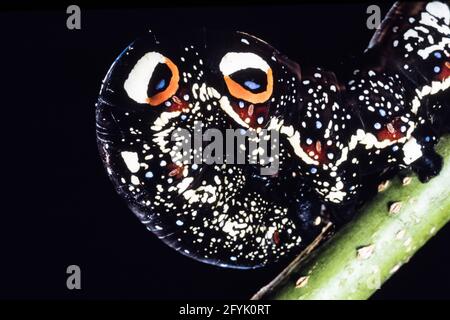 The colorful caterpillar or larva of the Common Fruit-piercing Moth, Eudocima phalonia, on Guam.  Note the protective eye spots. Stock Photo