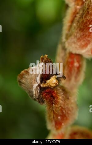 Puss Moth Caterpillar of the Southern Flannel Moth, Megalopyge opercularis, on a hairy heliconia plant in the rainforest of Costa Rica. Stock Photo