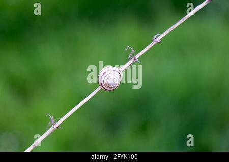 A snail crawls on a beautiful bamboo branch. Against the background of green grass Stock Photo