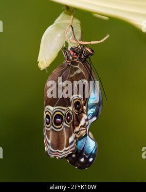 A Common Morpho Butterfly, Morpho peleides, emerging from its chrysalis in Costa Rica. Stock Photo
