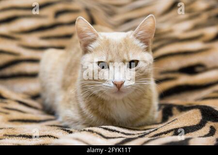 Red cat lying on the couch Stock Photo