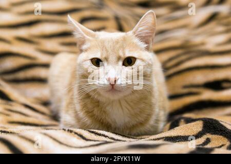 Red cat lying on the couch Stock Photo