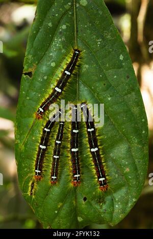 Caterpillars or larvae of a Snout Moth or Lappet Moth species, Genus Euglyphis, on a leaf in the cloud forest of Costa Rica. Stock Photo