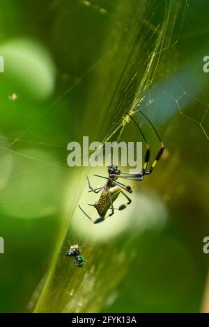 A female Golden Orb Spider, Trichonephila clavipes, on her web with her prey in Manuel Antonio National Park, Costa Rica. Stock Photo