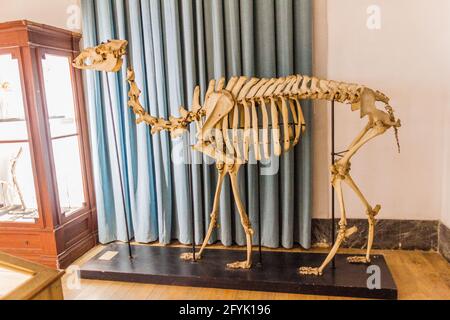 COIMBRA, PORTUGAL - OCTOBER 13, 2017: Skeleton at the Science Museum of the University of Coimbra Museu da Ciencia da Universidade de Coimbra , Portug Stock Photo