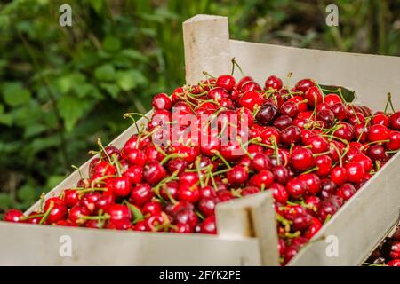 Picked, red, ripe cherry fruits in a wooden box, on a plantation in Novi Sad, Serbia. Stock Photo