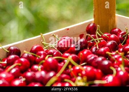 Picked, red, ripe cherry fruits in a wooden box, on a plantation in Novi Sad, Serbia-background. Stock Photo