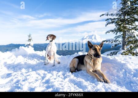 A German Shepherd and German Shorthaired Pointer siting in the snow on top of the mountain after a hike with Mount Rainier in the background Stock Photo
