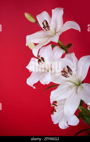 white lily isolated on red background Stock Photo