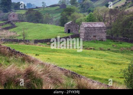 A field of yellow buttercups with stone barns and drystone walls in a picturesque scene in the moorland landscape of Swaledale in the Yorkshire Dales. Stock Photo