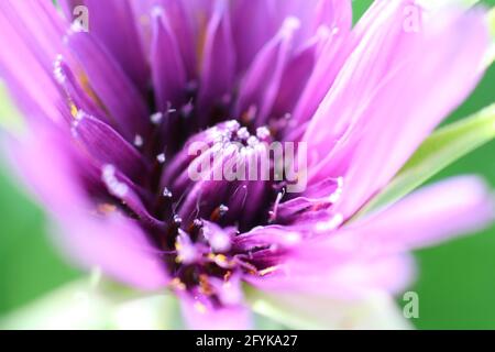 Beautiful purple flower, Purple salsify (Tragopogon porrifolius, also known as oyster plant, vegetable oyster, Jerusalem star) opening in the morning. Stock Photo