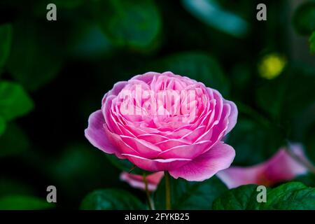 pink garden rose Stock Photo