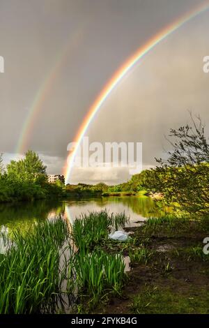 Vertical image of double colorful rainbow over grey sky and little pond with reflection in the water. White mute swan sitting on the nest. Green trees Stock Photo