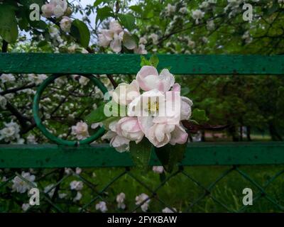Close-up of one branch of a flowering apple tree against the background of a green iron fence. The pink and white flowers are dripping with spring rai