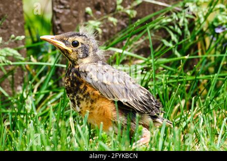 Baby robin bird on the ground Stock Photo