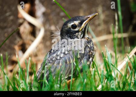 Baby robin bird on ground Stock Photo