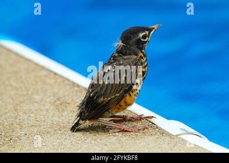 Baby robin on edge of pool Stock Photo