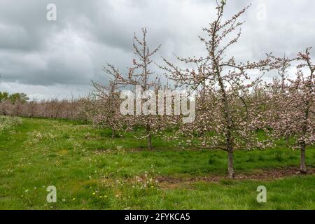 Apple trees in blossom in a cider orchard Stock Photo
