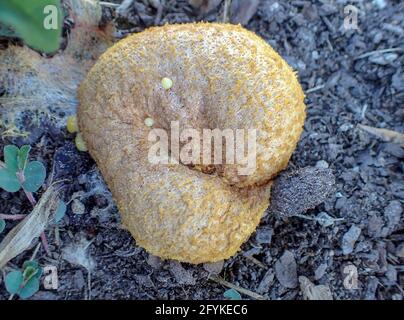 A close up look at a clump of slime mold turning from soft and yellow to crusty and brown in a Missouri garden with a bokeh effect. Stock Photo