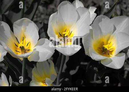 Closeup shot of two-flowered tulip flowers Stock Photo