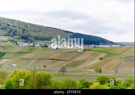 Monzel with Sankt Nikolaus Church. Beautiful town on the loop of romantic Moselle, Mosel river, nearby Kesten, Bernkastel-Kues. Vineyards, view from B Stock Photo