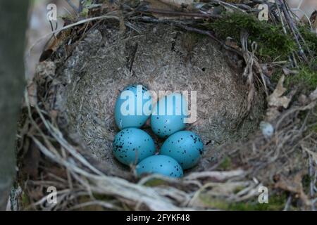 Songbird nest with turquoise eggs. Bird eggs in the nest. Stock Photo