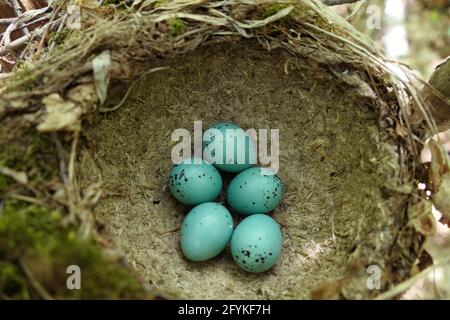 Songbird nest with turquoise eggs. Bird eggs in the nest. Stock Photo