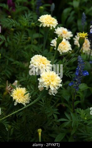 Tagetes, White Marigold, African marigold Stock Photo