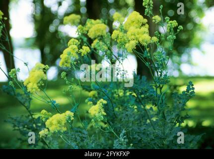 Thalictrum Flavum , yellow,  (Meadow Rue) Stock Photo