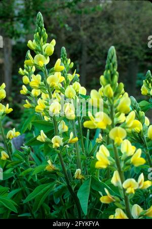 Thermopsis villosa,   Bush Pea,  Carolina False Lupine, Carolina Lupine , False Lupine, Southern Lupine Stock Photo