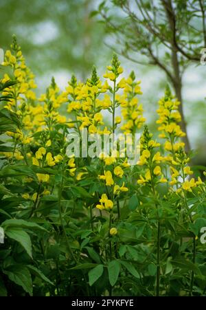 Thermopsis villosa,   Bush Pea,  Carolina False Lupine, Carolina Lupine , False Lupine, Southern Lupine Stock Photo