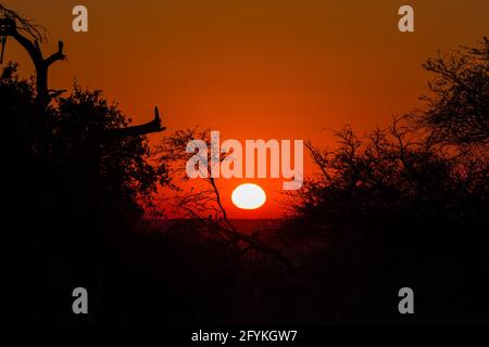 beautiful sunset with intense red and cloudless sky in Etosha National Park, silhouette of trees with some birds. view from the campground of Halali C Stock Photo
