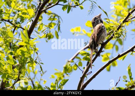An isolated Song Sparrow perched in a tree in Southwestern Ontario, Canada. Stock Photo